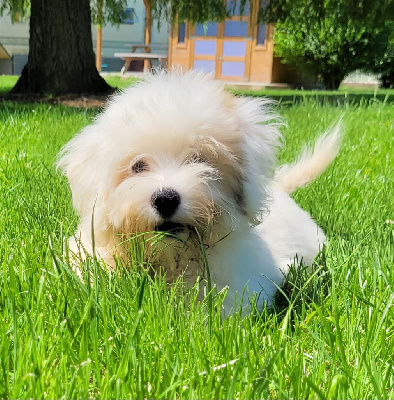 Les chiots de Coton de Tulear