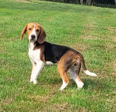 Les chiots de Beagle