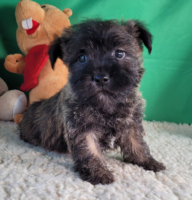 Les chiots de Cairn Terrier