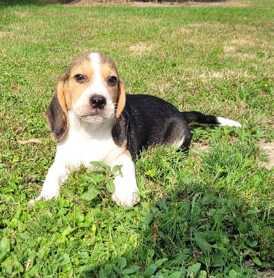 Les chiots de Beagle