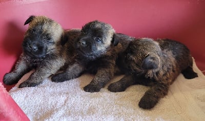 Les chiots de Cairn Terrier