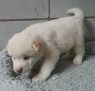 Les chiots de Akita americain