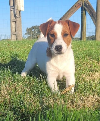 Les chiots de Jack Russell Terrier