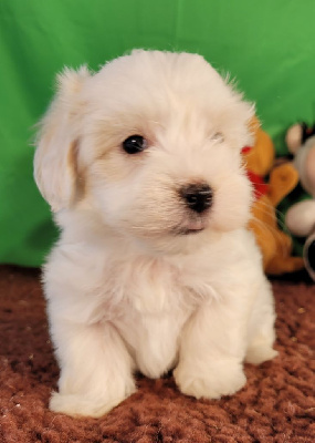 Les chiots de Coton de Tulear