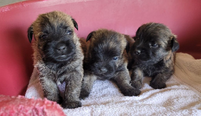 Les chiots de Cairn Terrier