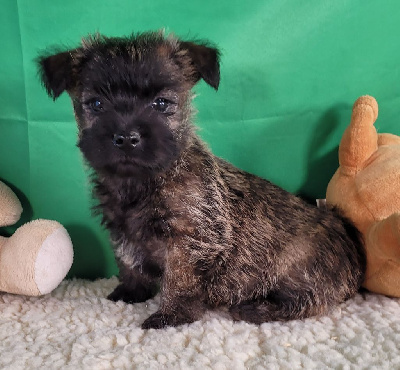 Les chiots de Cairn Terrier