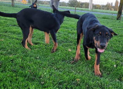 Les chiots de Berger de Beauce