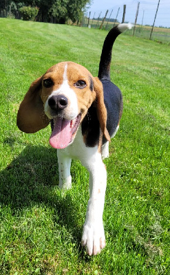 Les chiots de Beagle