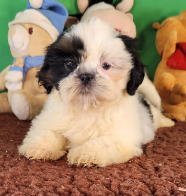 Les chiots de Shih Tzu