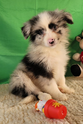 Les chiots de Border Collie