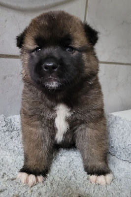 Les chiots de Akita americain