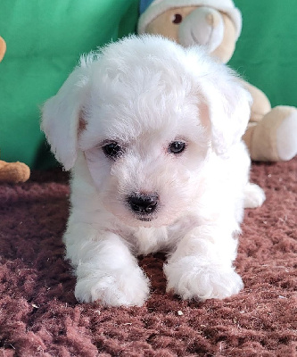 Les chiots de Bichon Frise