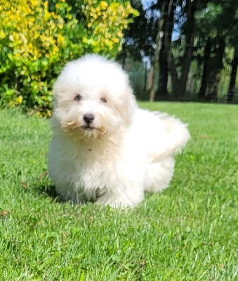 Les chiots de Coton de Tulear