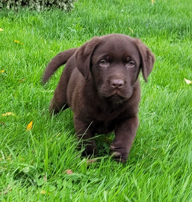 Les chiots de Labrador Retriever