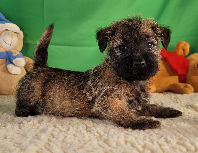 Les chiots de Cairn Terrier