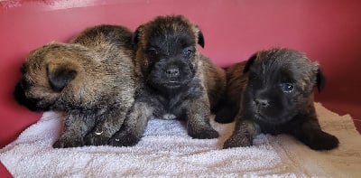 Les chiots de Cairn Terrier