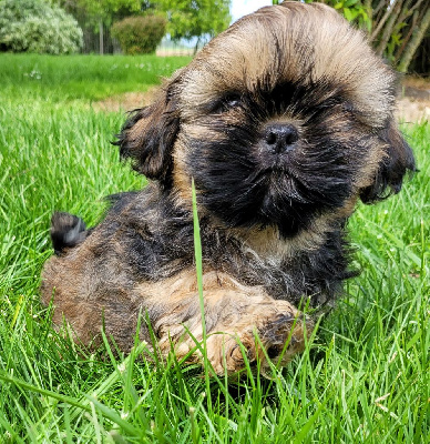 Les chiots de Shih Tzu