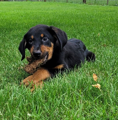 Les chiots de Berger de Beauce