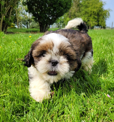 Les chiots de Shih Tzu