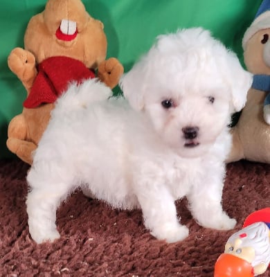 Les chiots de Bichon Frise