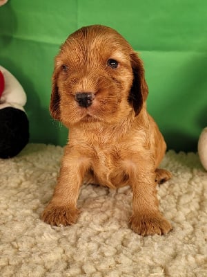 Les chiots de Cocker Spaniel Anglais