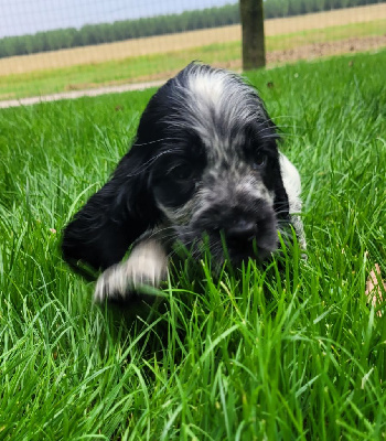 Les chiots de Cocker Spaniel Anglais