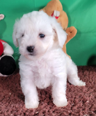 Les chiots de Bichon Frise