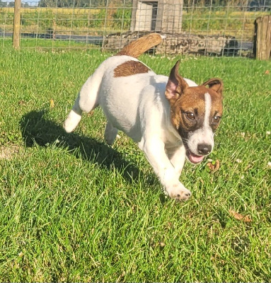 Les chiots de Jack Russell Terrier