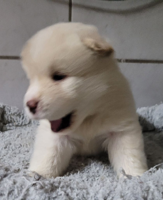 Les chiots de Akita americain