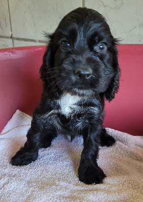 Les chiots de Cocker Spaniel Anglais