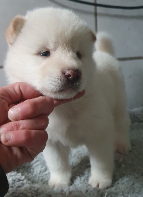 Les chiots de Akita americain