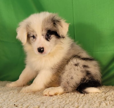 Les chiots de Border Collie