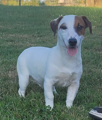 Les chiots de Jack Russell Terrier