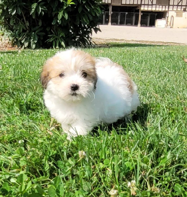 Les chiots de Coton de Tulear