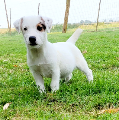 Les chiots de Jack Russell Terrier