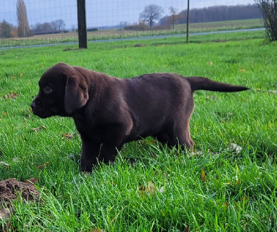 Les chiots de Labrador Retriever