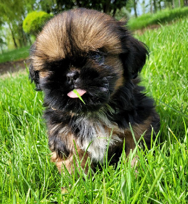 Les chiots de Shih Tzu