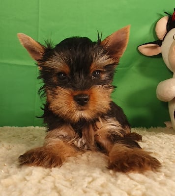 Les chiots de Yorkshire Terrier