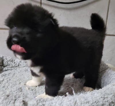 Les chiots de Akita americain