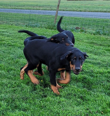 Les chiots de Berger de Beauce