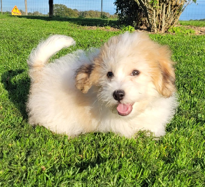 Les chiots de Coton de Tulear