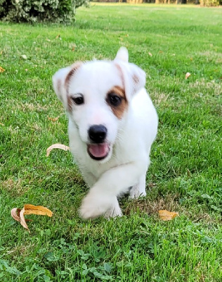 Les chiots de Jack Russell Terrier