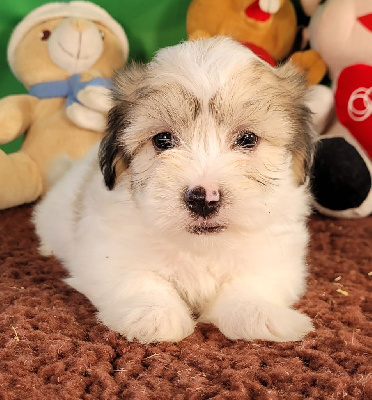 Les chiots de Coton de Tulear