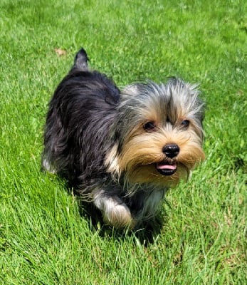 Les chiots de Yorkshire Terrier