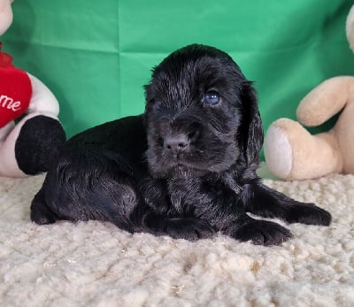 Les chiots de Cocker Spaniel Anglais