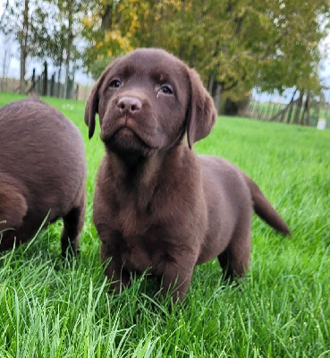 Les chiots de Labrador Retriever