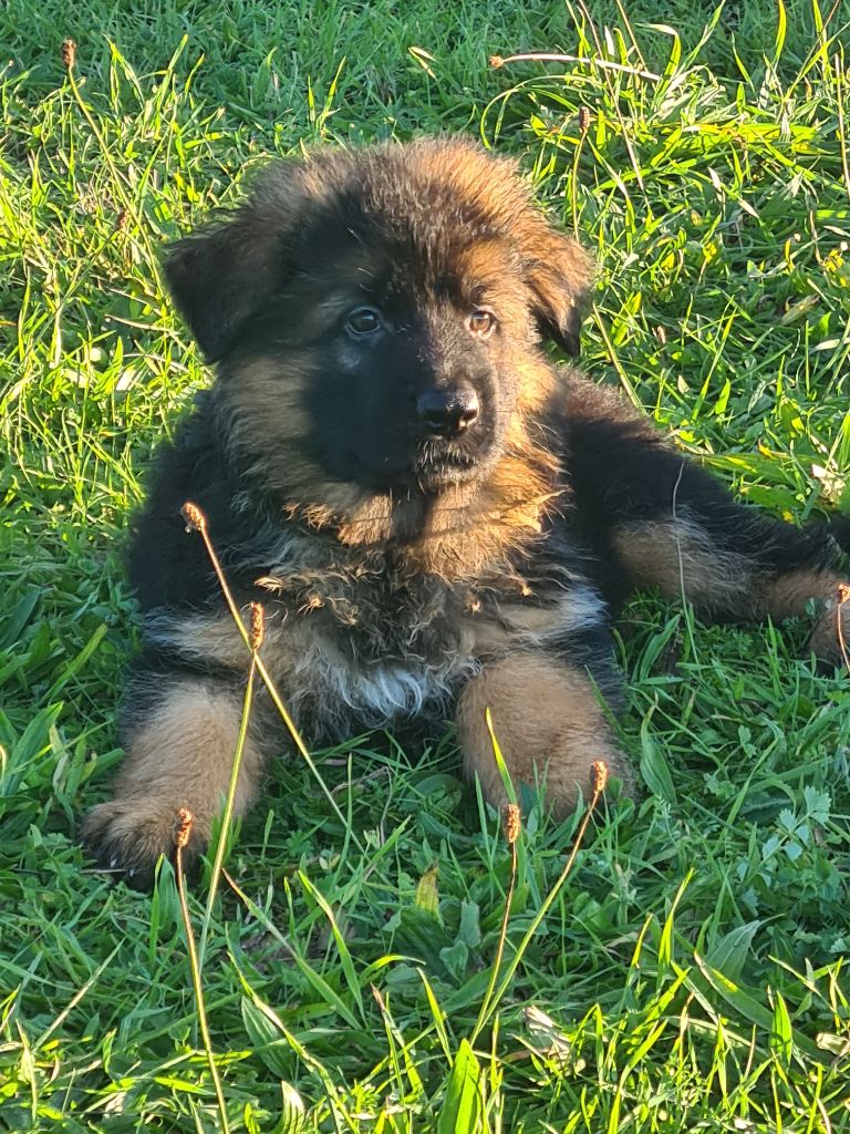 VIDOK - Berger Allemand Poil Long