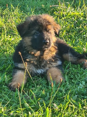 Les chiots de Berger Allemand Poil Long