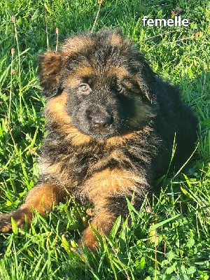 Les chiots de Berger Allemand Poil Long