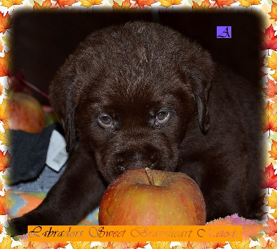 Les chiots de Labrador Retriever